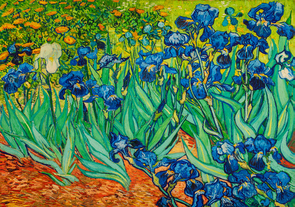 Irises - Painted by Vincent Van Gogh - Circa. 1890. High Quality Canvas Print. Ready to be Framed or Mounted. Available in 3 Sizes - Small - Medium or Large.